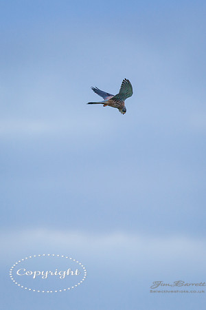 kestral 046