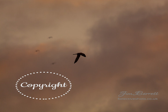 kestral 011