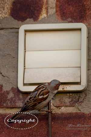 SParrows and arm cadet 058