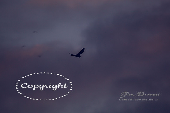 kestral 012
