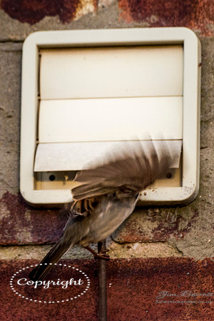 SParrows and arm cadet 059