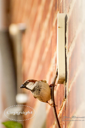 SParrows and arm cadet 082