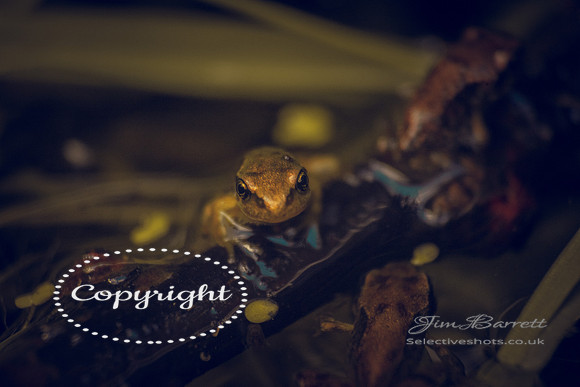 baby frogs 180