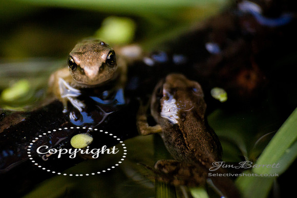 baby frogs 202