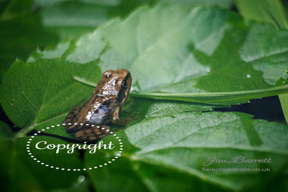 baby frogs 103