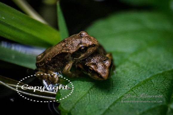 baby frogs 135