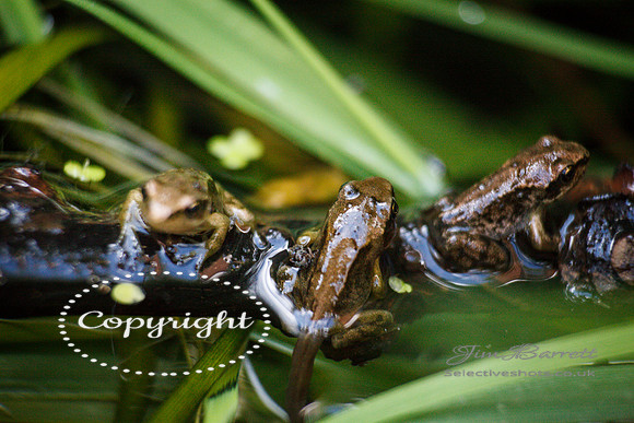 baby frogs 242