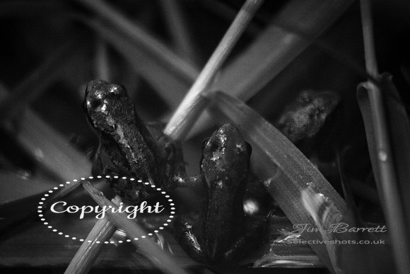 baby frogs 077