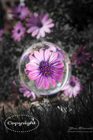 mums balls 034