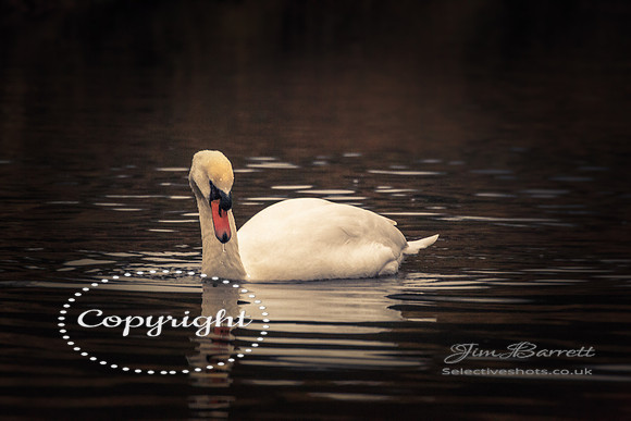birds1 027