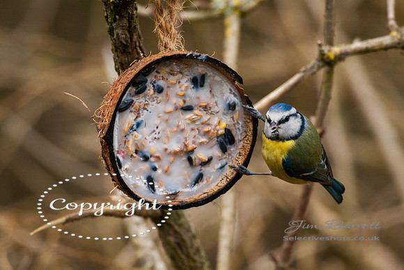 birds1 405