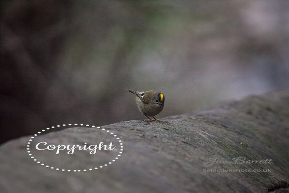 birds1 209