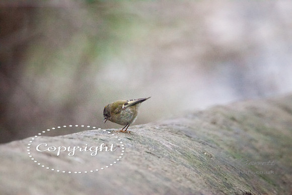 birds1 204