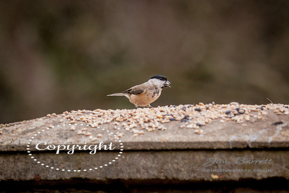 birds1 370