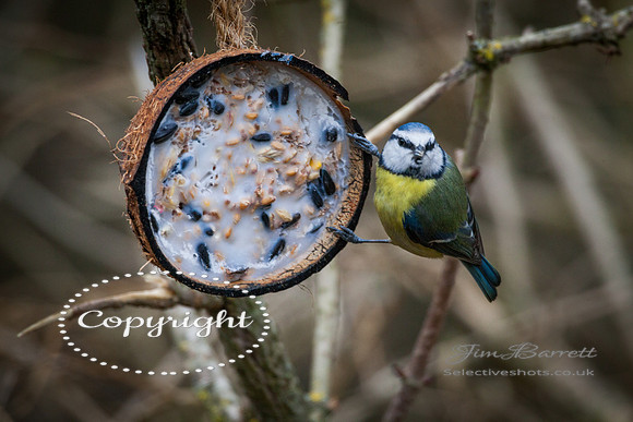 birds1 401