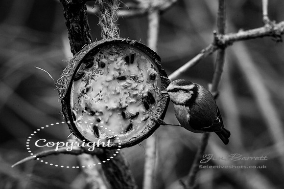 birds1 409