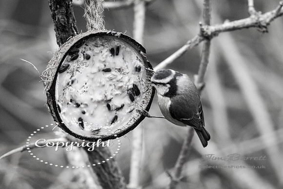 birds1 398