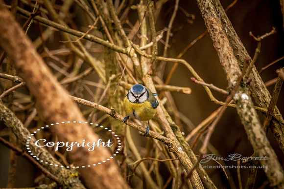 birds1 377