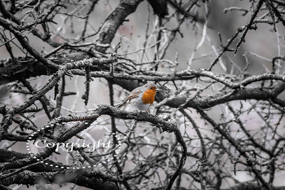 birds1 066