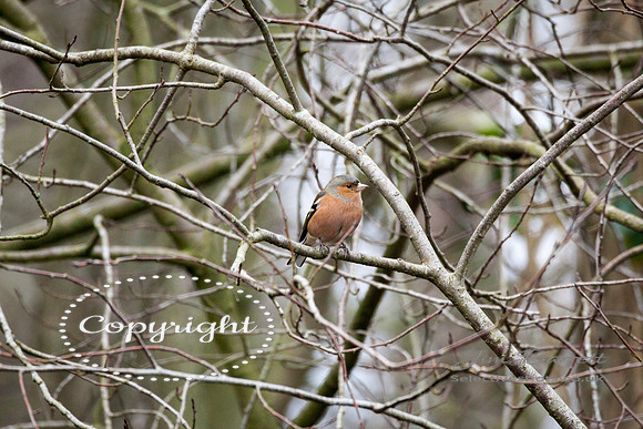birds1 353