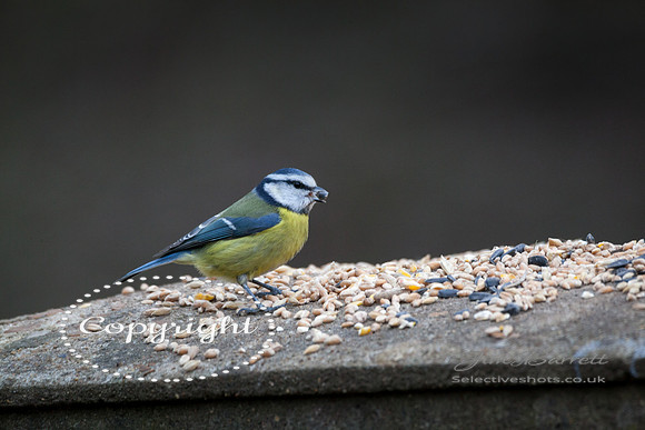 birds1 411