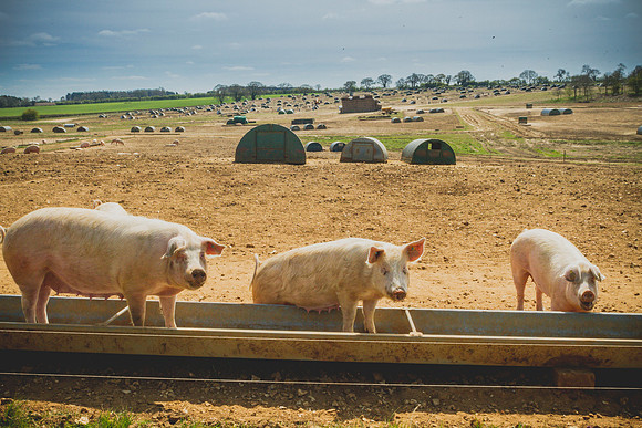 pigs in flowers 010
