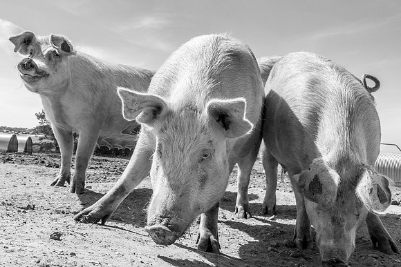 pigs in flowers 165
