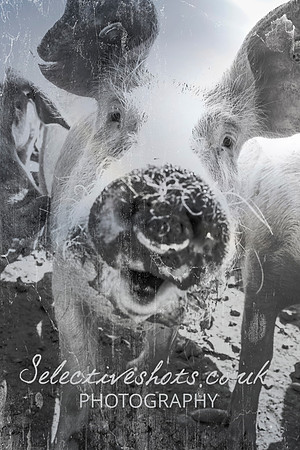pigs in flowersss 099