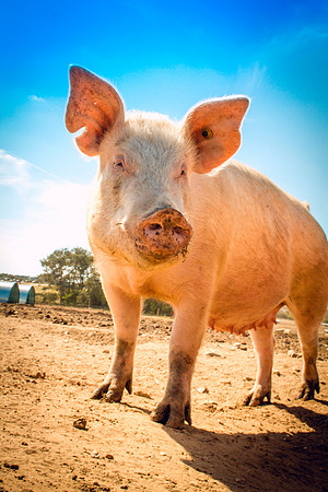 pigs in flowers 164