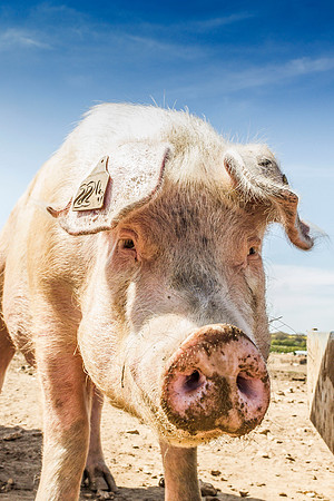 pigs in flowers 162