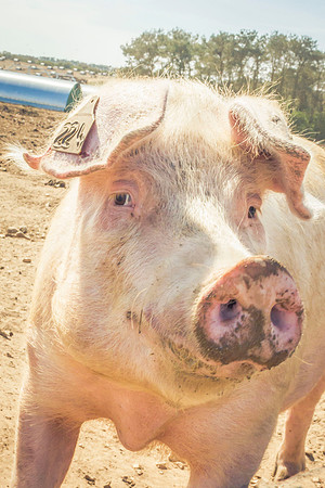 pigs in flowers 158