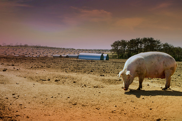 pigs in flowers 152