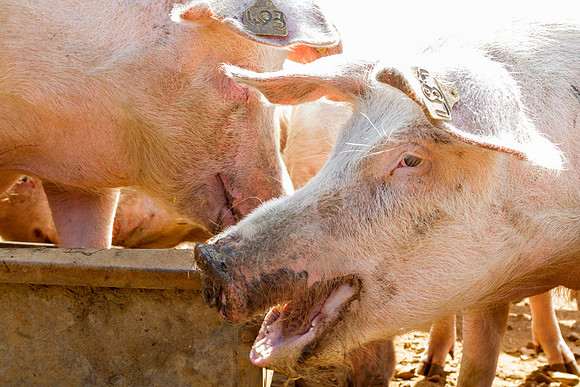 pigs in flowers 120