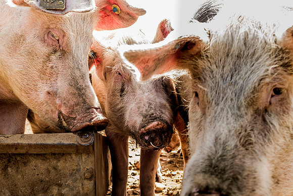 pigs in flowers 117