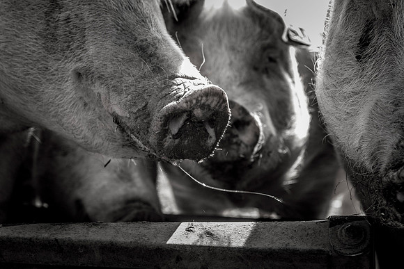pigs in flowers 111