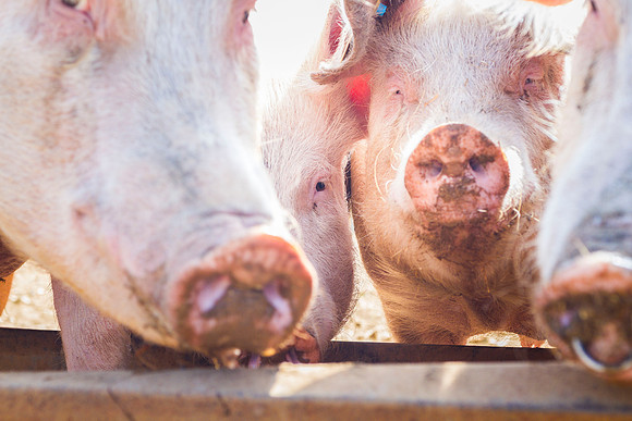 pigs in flowers 110