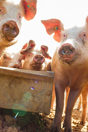 pigs in flowers 109