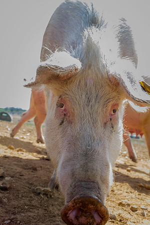 pigs in flowers 092