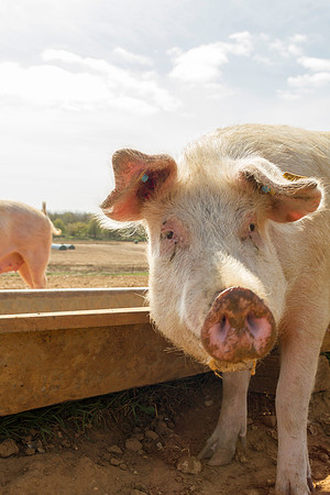 pigs in flowers 075