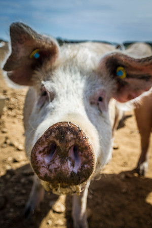 pigs in flowers 063