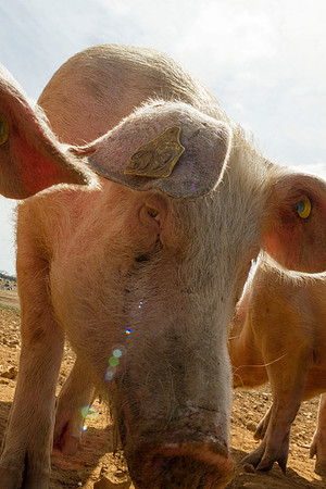 pigs in flowers 045