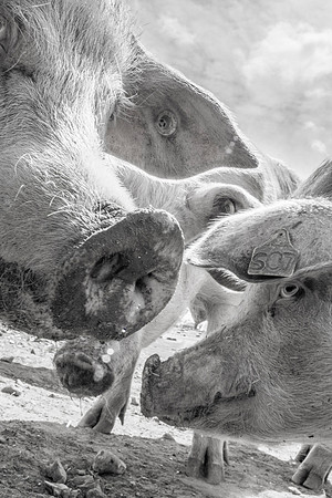 pigs in flowers 042