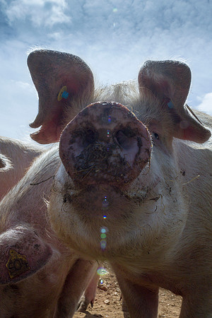 pigs in flowers 040