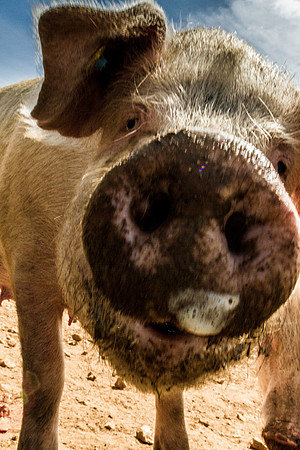 pigs in flowers 038