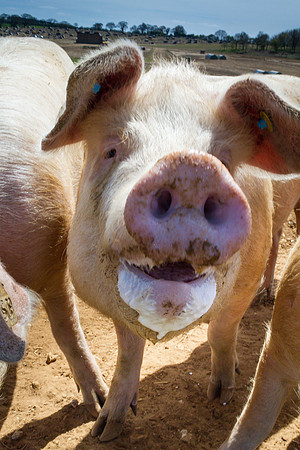 pigs in flowers 021