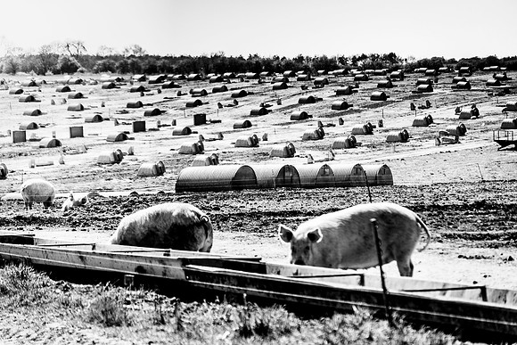 flowers in pigs 147