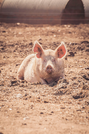 flowers in pigs 150