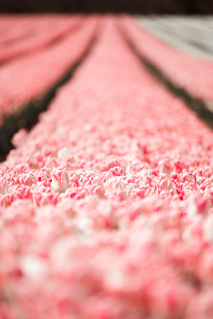 flowers in pigs 029