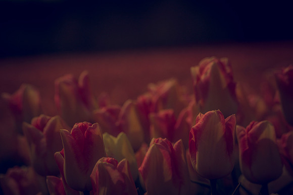 flowers in pigs 044
