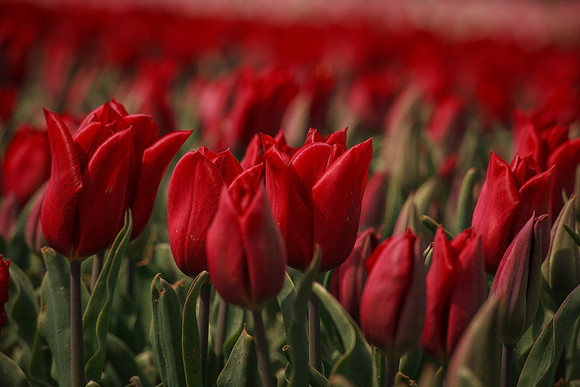 flowers in pigs 051